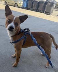 Found/Stray Male Dog last seen S Isis Ave, Inglewood, CA 90301