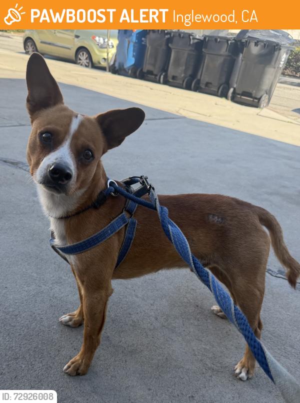 Found/Stray Male Dog last seen S Isis Ave, Inglewood, CA 90301