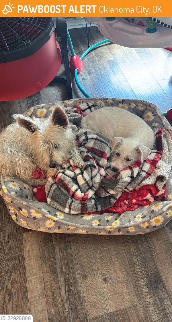 Found/Stray Female Dog last seen Grand centennial Ferris wheel (downtown OKC), Oklahoma City, OK 73131