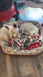 Found/Stray Female Dog last seen Grand centennial Ferris wheel (downtown OKC), Oklahoma City, OK 73131