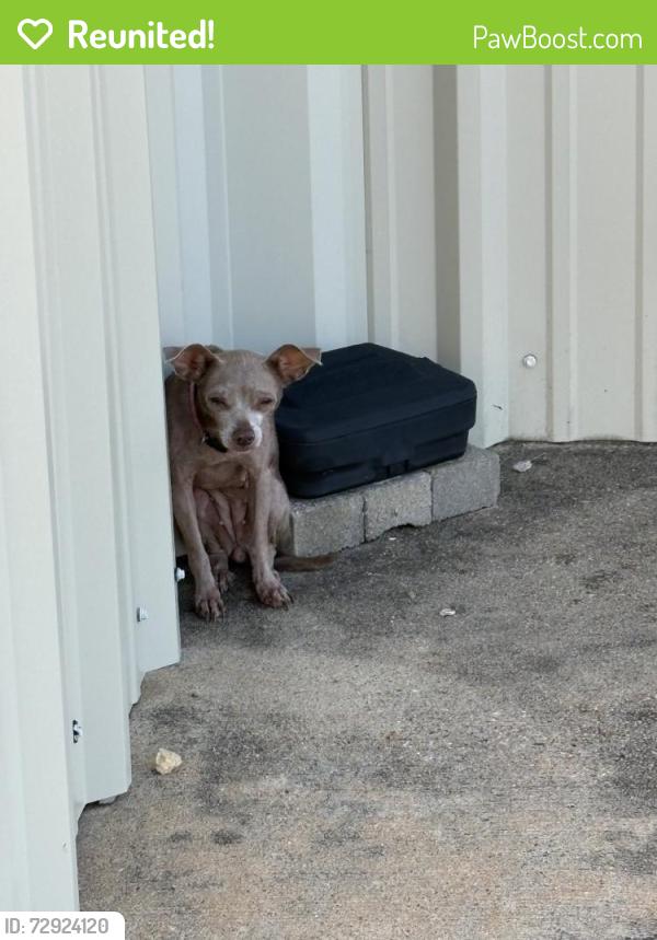 Reunited Unknown Dog last seen Near Farm to Market 2920, Spring, TX 77388, USA, Spring, TX 77388