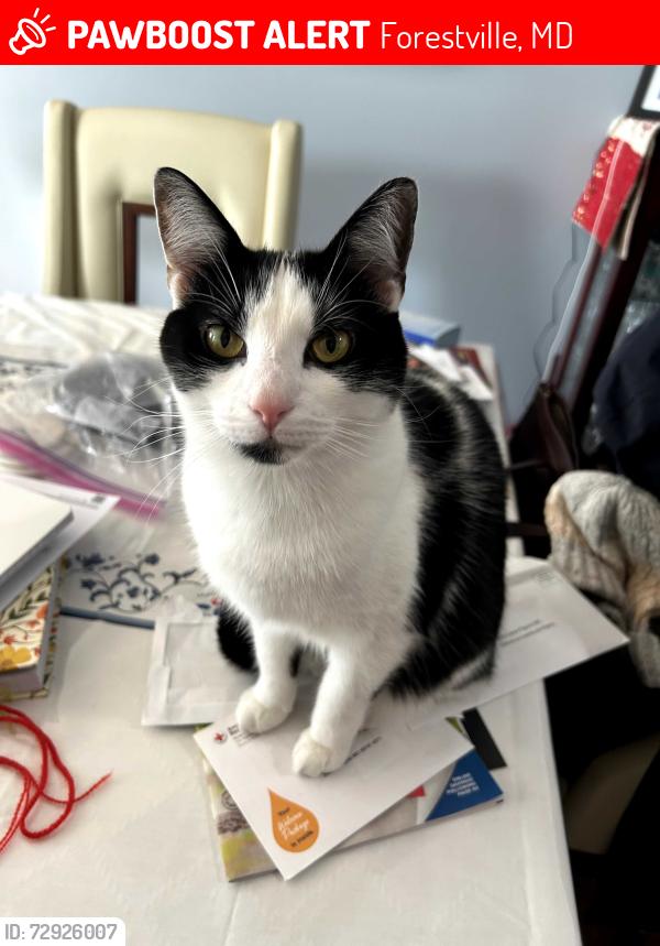Lost Female Cat last seen Pinevale Avenue & Cross Street, Forestville, MD 20747