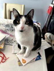 Lost Female Cat last seen Pinevale Avenue & Cross Street, Forestville, MD 20747
