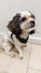 Reunited Male Dog last seen Near Pennwood Middle School, Darby, PA 19023