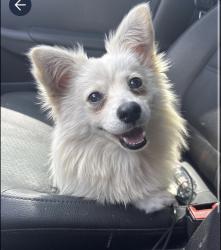 Reunited Male Dog last seen Sparta Street 77028, Houston, TX 77028