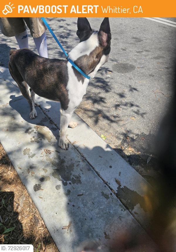 Found/Stray Male Dog last seen Hadley and Whittier blvd city of Whittier , Whittier, CA 90601