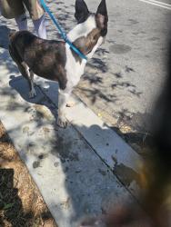 Found/Stray Male Dog last seen Hadley and Whittier blvd city of Whittier , Whittier, CA 90601