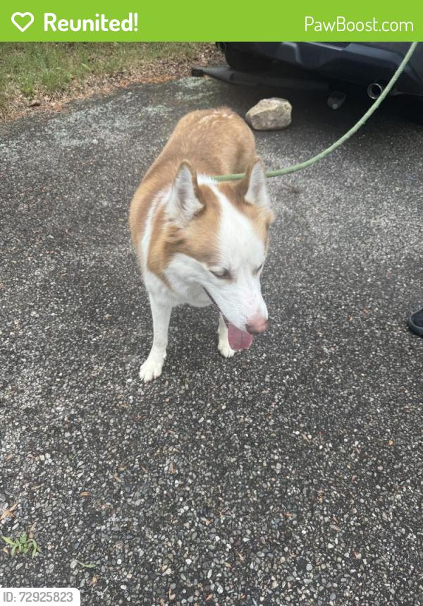 Reunited Male Dog last seen W. McKinley Ave, Bridgeport, CT 06604