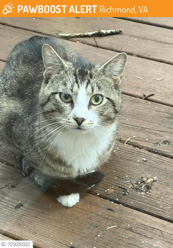 Found/Stray Male Cat last seen Claypool Rd, Richmond, VA 23236