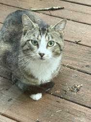 Found/Stray Male Cat last seen Claypool Rd, Richmond, VA 23236