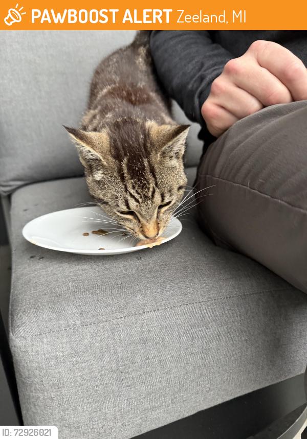 Found/Stray Male Cat last seen Near Winding Creek Lane, Zeeland MI, Zeeland, MI 49464