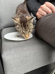 Found/Stray Male Cat last seen Near Winding Creek Lane, Zeeland MI, Zeeland, MI 49464