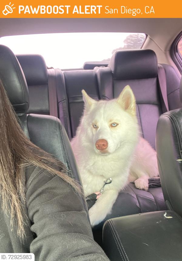 Found/Stray Female Dog last seen Near howard Ave San Diego CA 92104 , San Diego, CA 92104