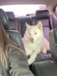 Found/Stray Female Dog last seen Near howard Ave San Diego CA 92104 , San Diego, CA 92104