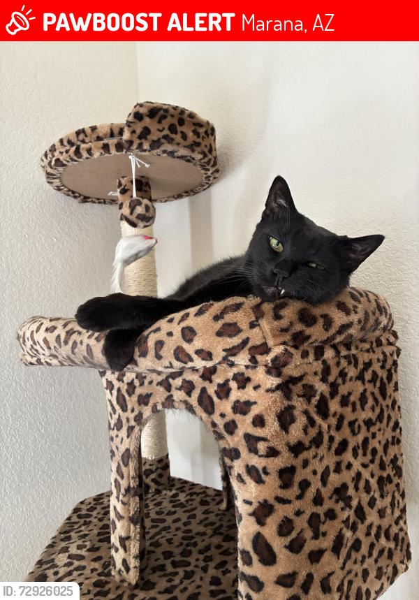 Lost Male Cat last seen Cortaro & Hartman, Marana, AZ 85743
