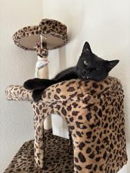 Lost Male Cat last seen Cortaro & Hartman, Marana, AZ 85743