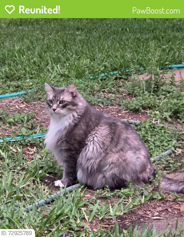 Reunited Male Cat last seen Big Oak Ln & 4th St, Ingleside, TX 78362