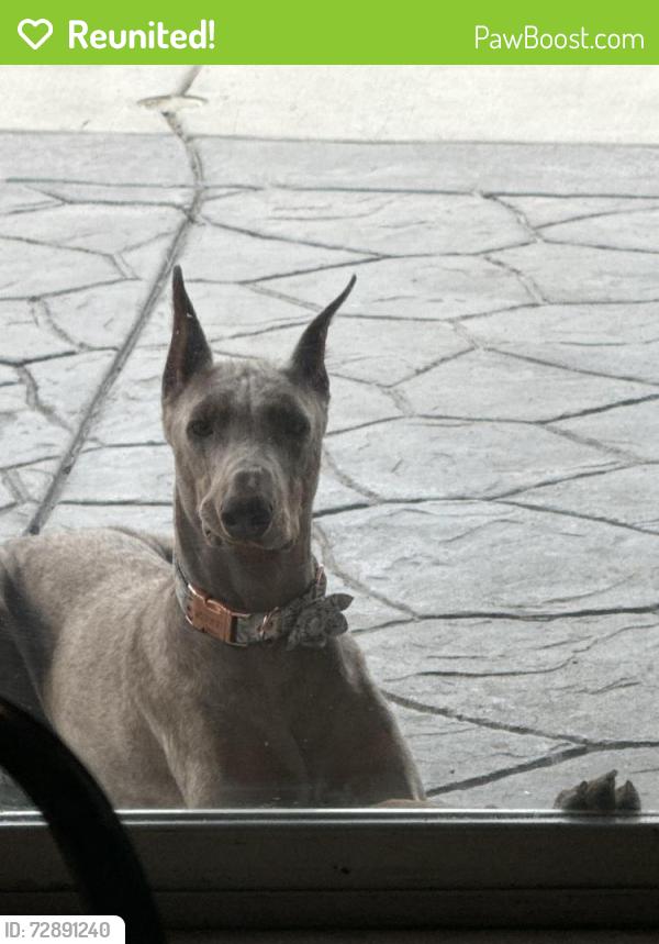 Reunited Male Dog last seen Oak tree way , Hemet, CA 92545