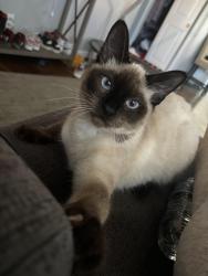 Lost Female Cat last seen Near mull avenue Akron Ohio , Akron, OH 44313