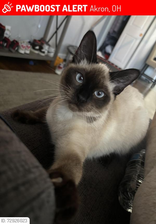 Lost Female Cat last seen Near mull avenue Akron Ohio , Akron, OH 44313