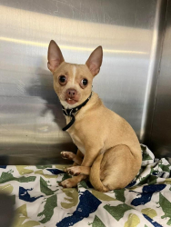Lost Male Dog last seen 19th and 59th st Cicero township, Cicero, IL 60804