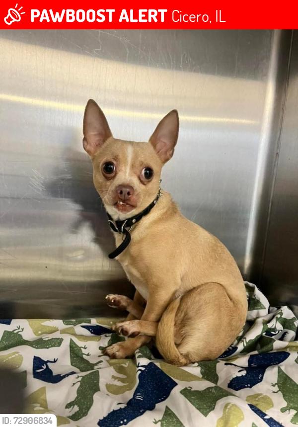 Lost Male Dog last seen 19th and 59th st Cicero township, Cicero, IL 60804