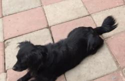 Lost Male Dog last seen E 41st Street and McKinley Ave, Los Angeles, CA 90011