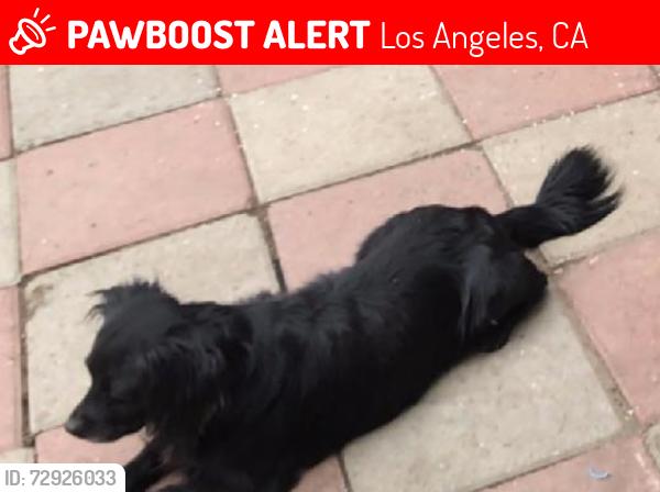Lost Male Dog last seen E 41st Street and McKinley Ave, Los Angeles, CA 90011