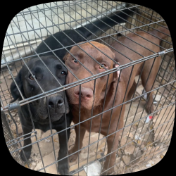 Reunited Male Dog last seen Angier av and jones circ, Durham, NC 27703