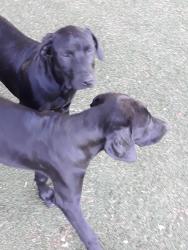 Lost Female Dog last seen mclay and eighth st, Los Angeles, CA 91340