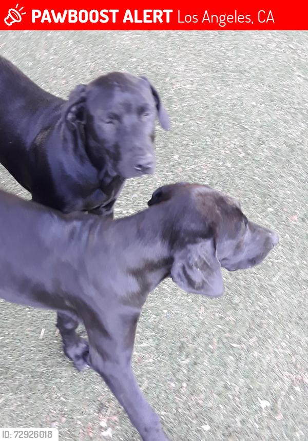 Lost Female Dog last seen mclay and eighth st, Los Angeles, CA 91340