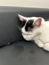 Reunited Male Cat last seen 67th street e , Inver Grove Heights, MN 55077
