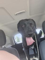 Found/Stray Male Dog last seen Lonestar, Roosevelt , Nampa, ID 83651