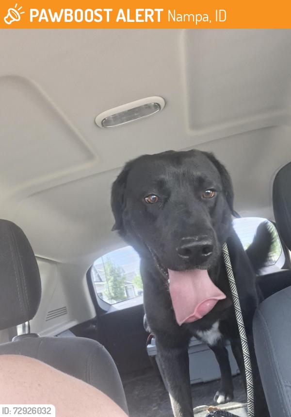 Found/Stray Male Dog last seen Lonestar, Roosevelt , Nampa, ID 83651
