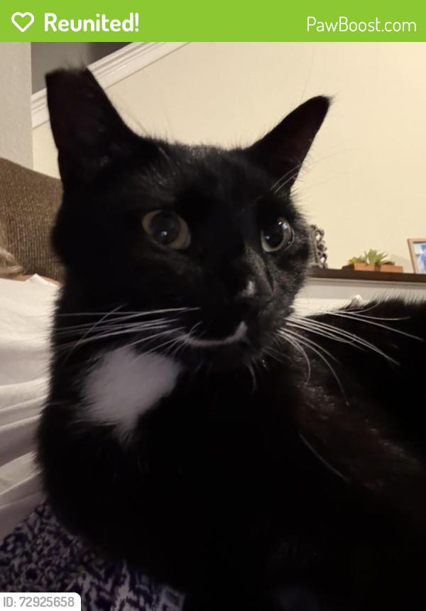Reunited Female Cat last seen El Prado and MacDill, Tampa, FL 33629