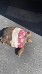 Lost Female Reptile last seen marilla drive, Lakeside, CA 92040