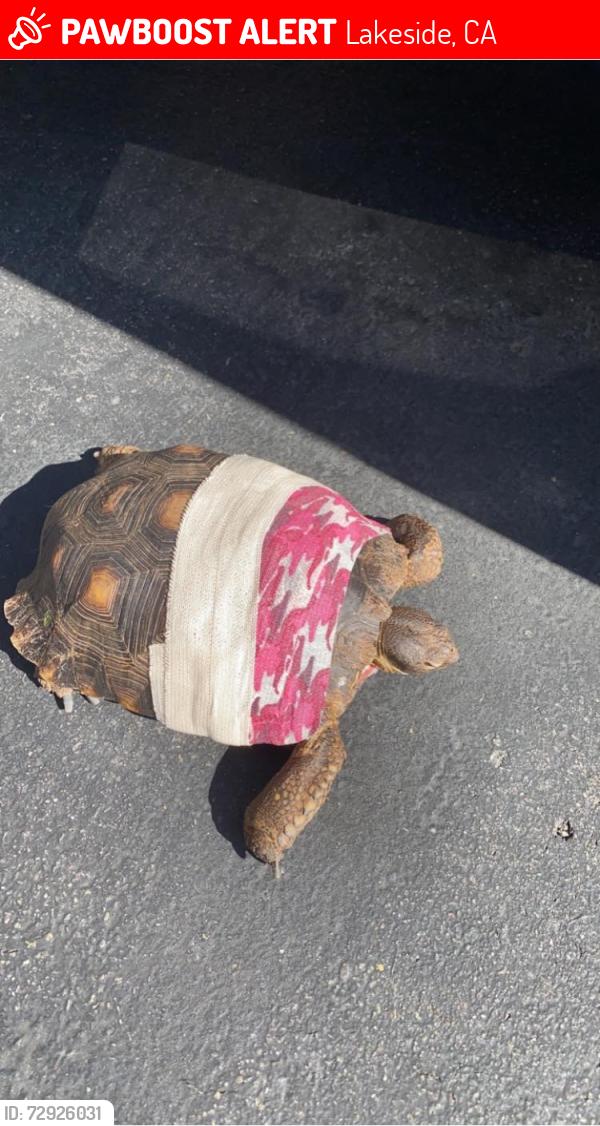 Lost Female Reptile last seen marilla drive, Lakeside, CA 92040