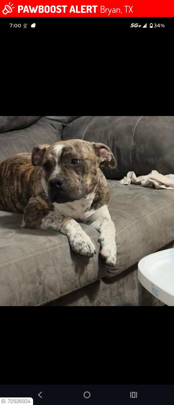 Lost Male Dog last seen Wixon valley , Bryan, TX 77802