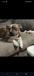 Lost Male Dog last seen Wixon valley , Bryan, TX 77802