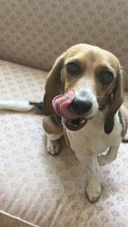 Reunited Female Dog last seen Renee &Greenfield, South Elgin, IL 60177