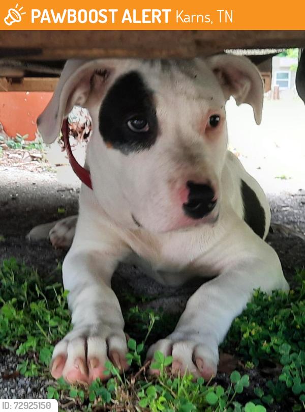 Found/Stray Male Dog last seen Keith Aveue between Liberty + Western, Karns, TN 37921