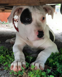 Found/Stray Male Dog last seen Keith Aveue between Liberty + Western, Karns, TN 37921