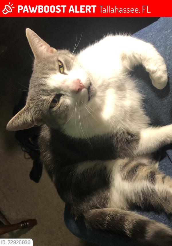 Lost Female Cat last seen Mission Rd and I 10, Tallahassee, FL 32303