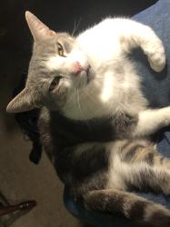 Lost Female Cat last seen Mission Rd and I 10, Tallahassee, FL 32303
