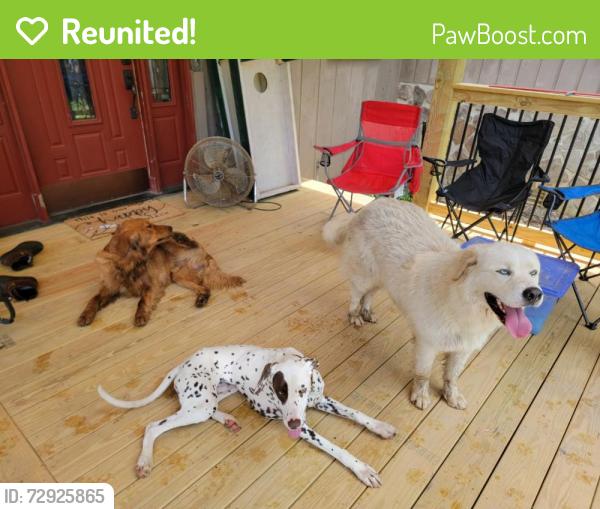 Reunited Male Dog last seen Raccoon Valley Dr , Heiskell, TN 37754