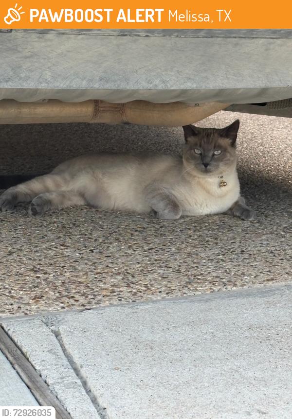 Found/Stray Unknown Cat last seen Meadowlark lane , Melissa, Texas 75454, Melissa, TX 75454