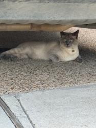 Found/Stray Unknown Cat last seen Meadowlark lane , Melissa, Texas 75454, Melissa, TX 75454