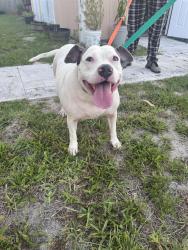 Found/Stray Unknown Dog last seen Near Centennial High School area & Cumberland Farms Gas station , Port St. Lucie, FL 34953
