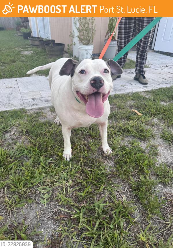 Found/Stray Unknown Dog last seen Near Centennial High School area & Cumberland Farms Gas station , Port St. Lucie, FL 34953