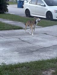 Found/Stray Male Dog last seen Jones creek Dr, Jacksonville, FL 32225